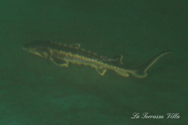 La Terrassa Villa Underwater Shooting